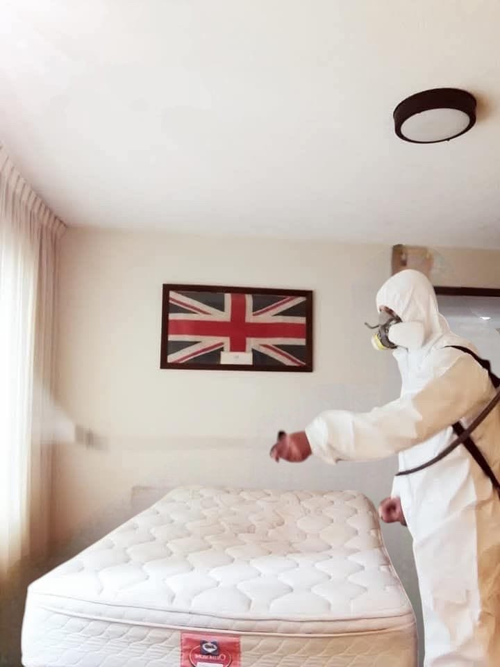Servicio de control de plagas en habitación